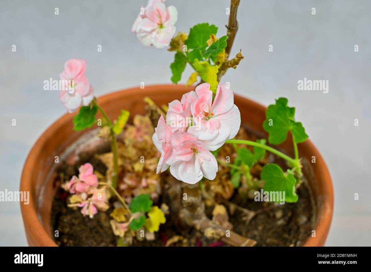 small hibernating pink germanium in clay pot Stock Photo