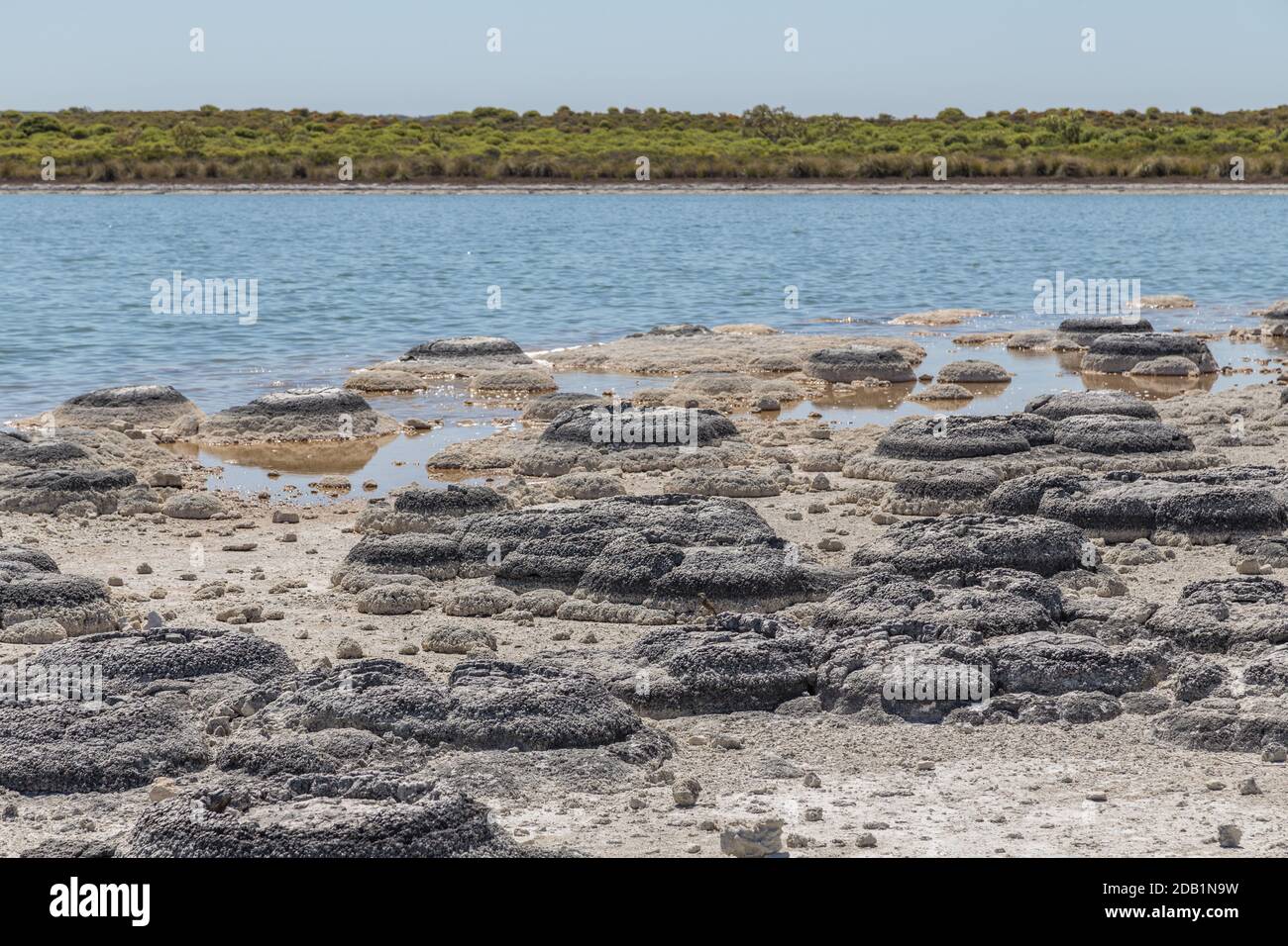 stromatolites-the-oldest-living-lifeforms-on-our-planet-in-the-hyper