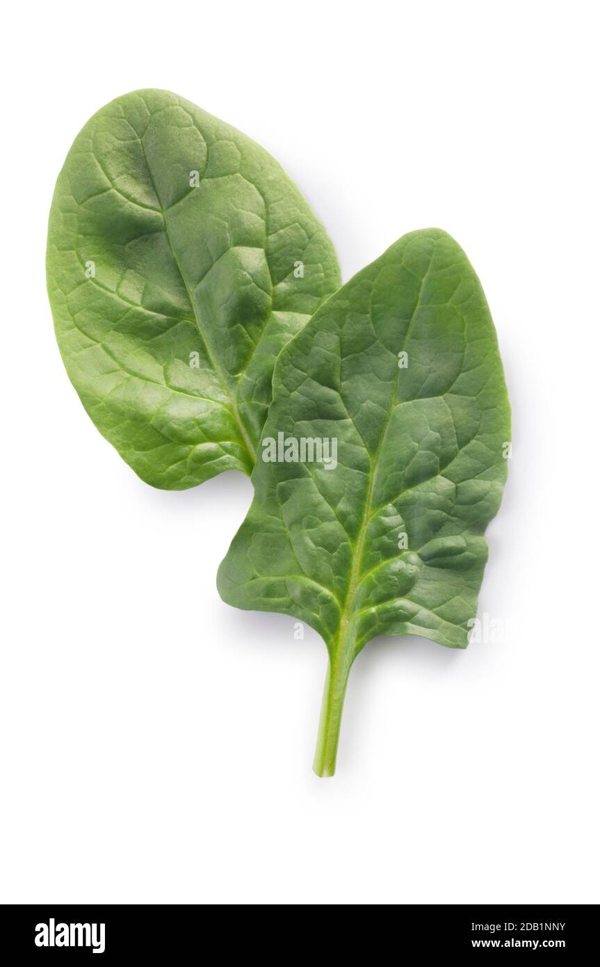 Studio shot of spinach leaves cut out against a white background - John Gollop Stock Photo