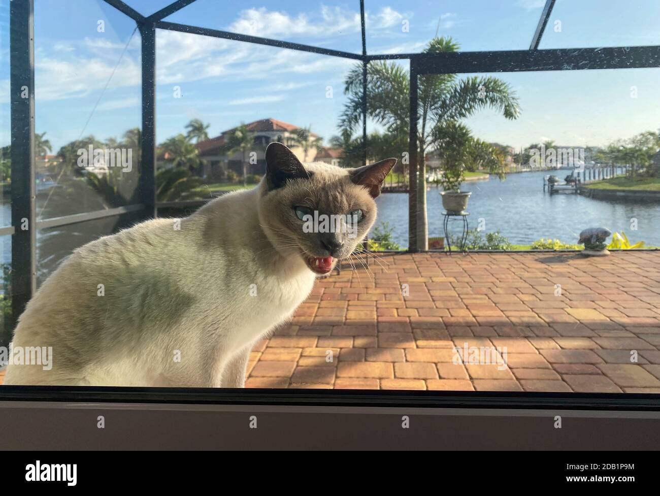Tonkinese cat meowing, outside window, wants to come inside, pure bred, animal, feline, pet