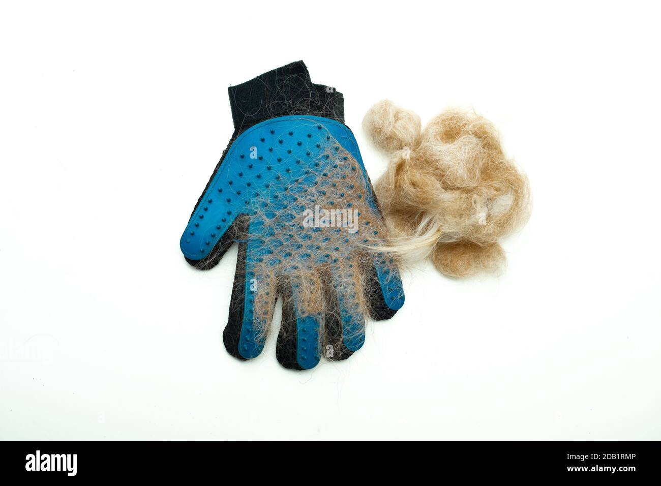 Blue rubber glove for combing hair on pets, cats, dogs. A clump of wool