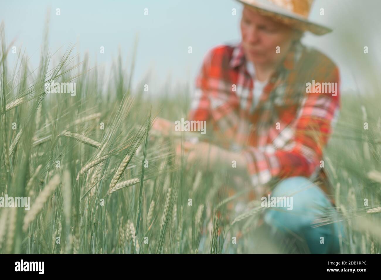 Female agronomist farmer examining development of green barley ears in field, woman agriculturist working on cereal crop plantation, selective focus Stock Photo