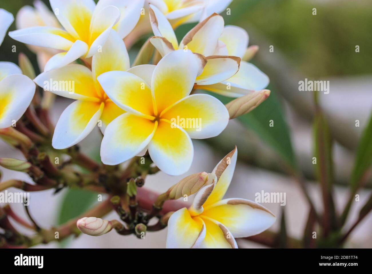 A bush with white plumeria flowers, exotic beautiful fragrant white ...