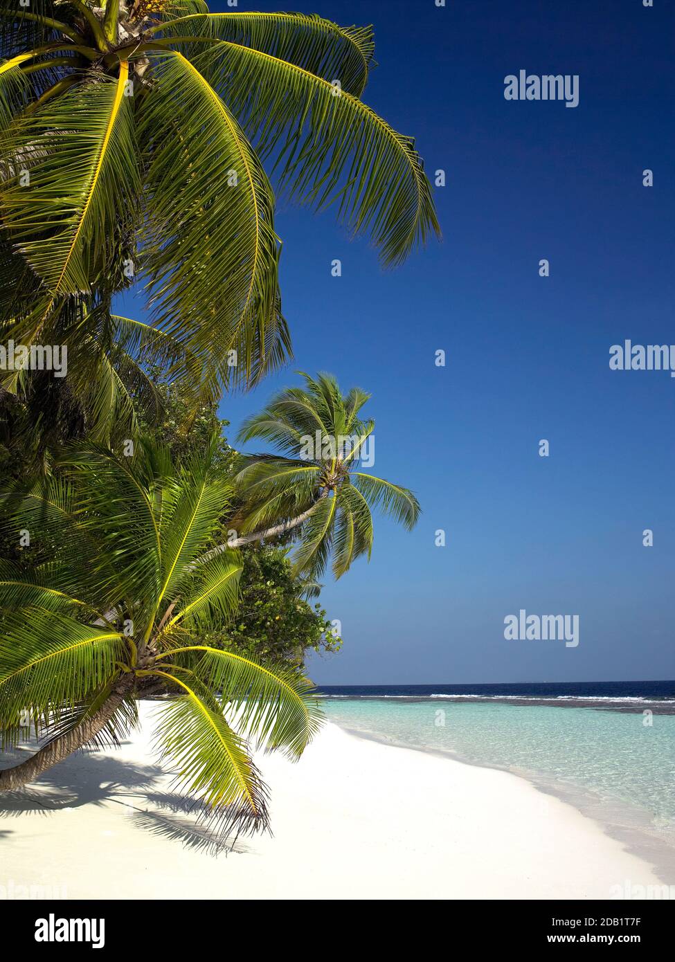 Palm trees and a tropical beach on a coral island in South Ari Atoll in ...