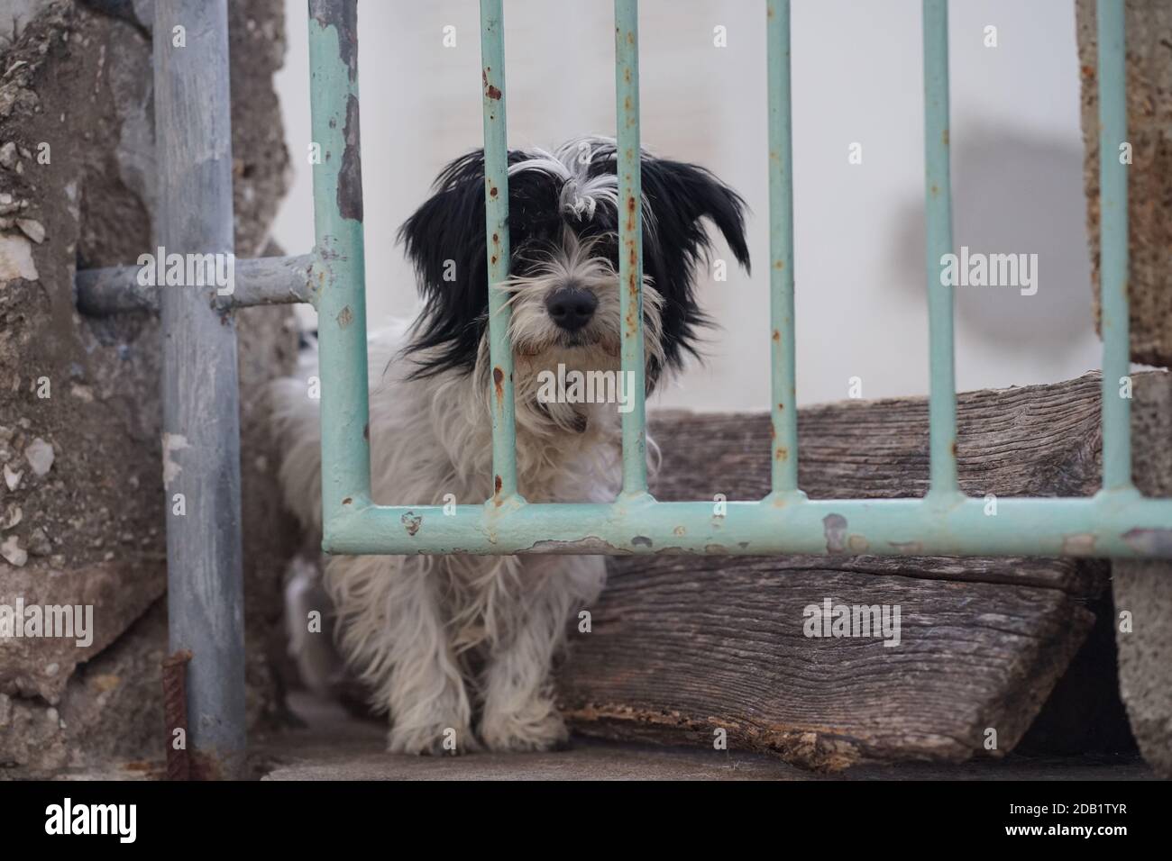 Lonely dog Stock Photo