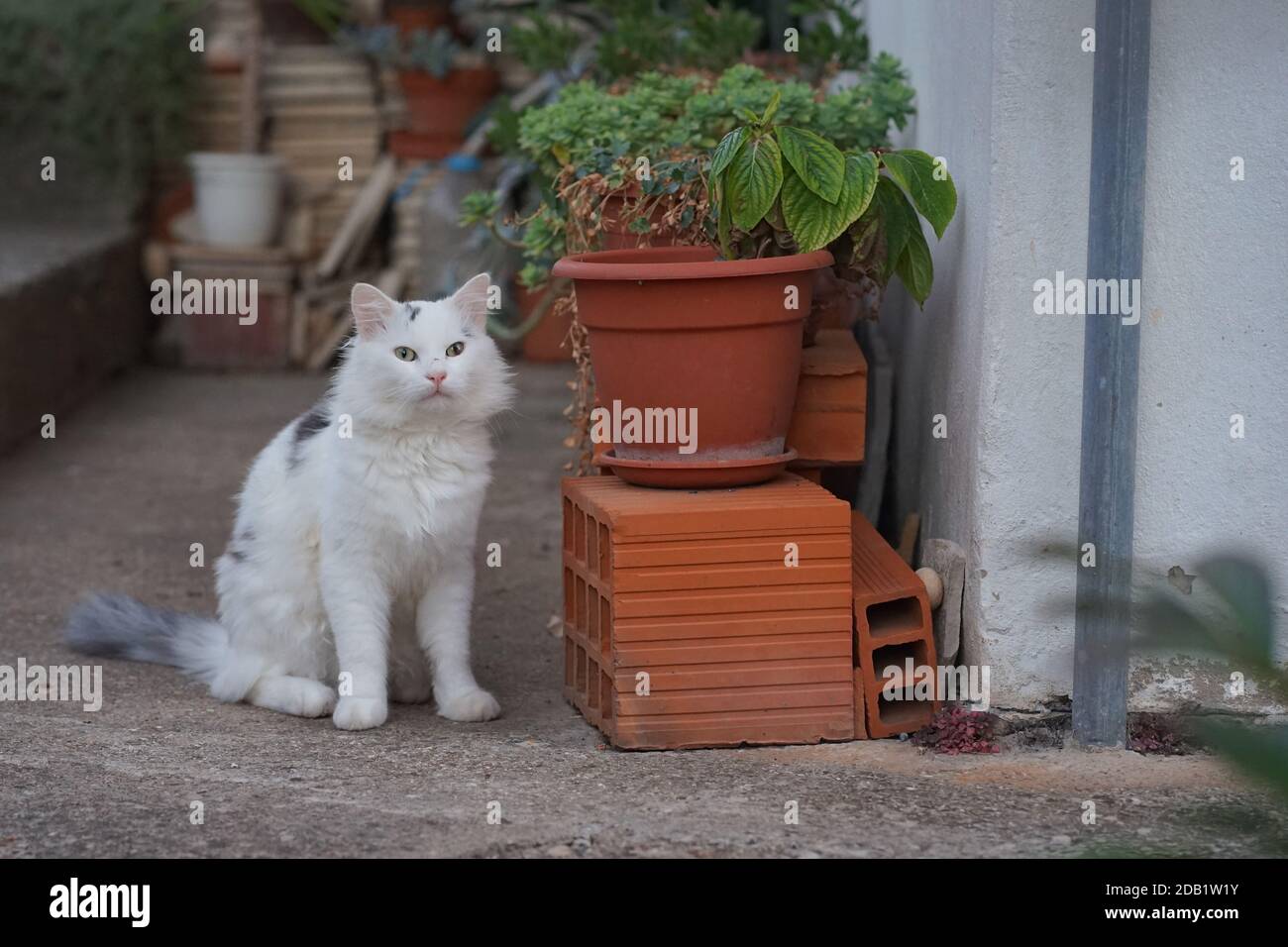 White domestic cat Stock Photo