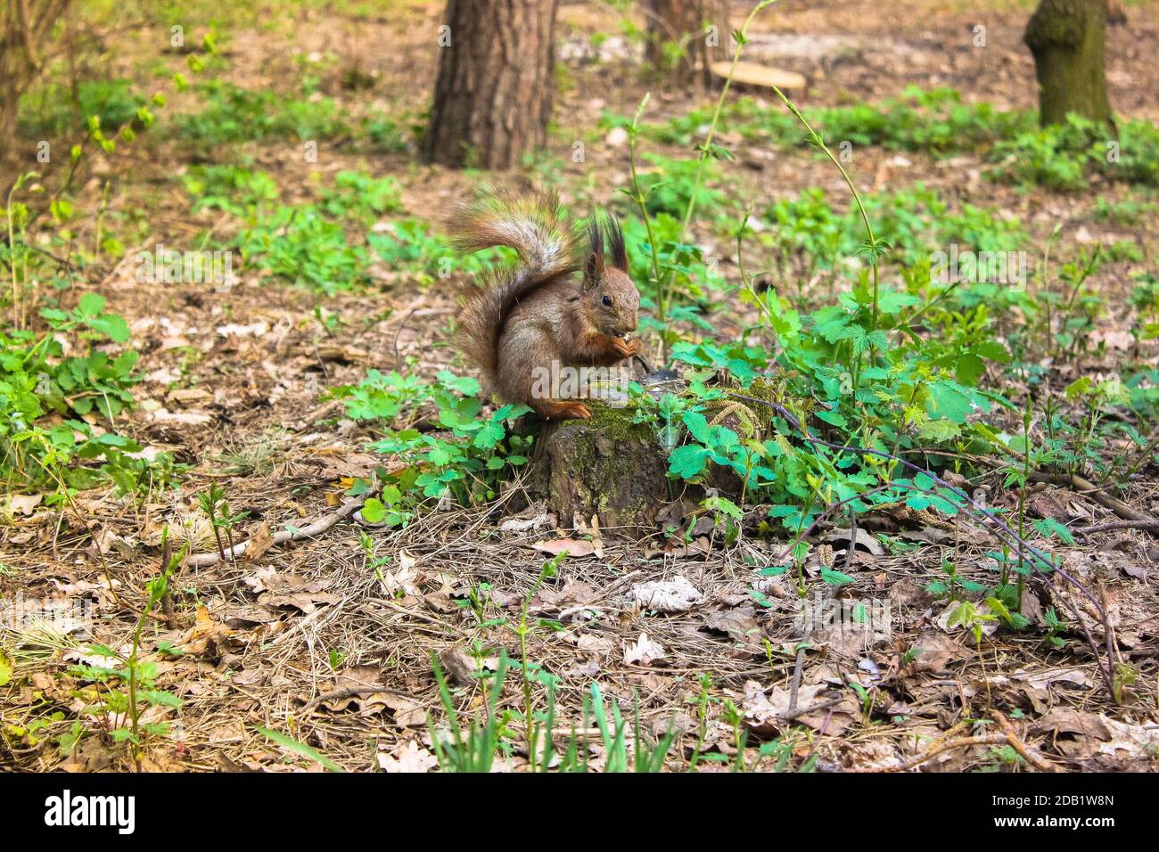 Early Spring in the Woods