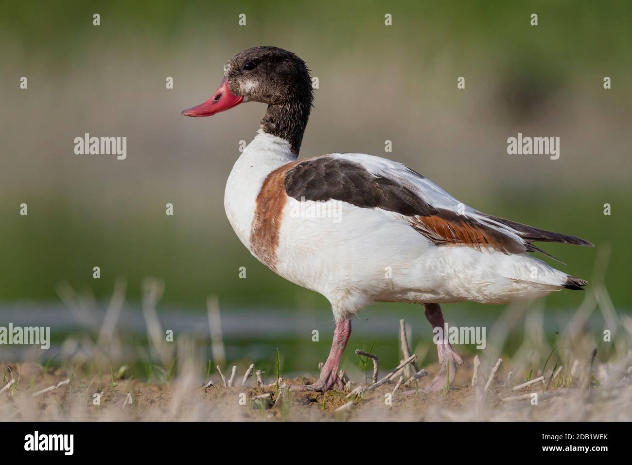 Common Shelduck (Tadorna tadorna), side view of a second cy juvenile standing on the ground, Campania, Italy Stock Photo