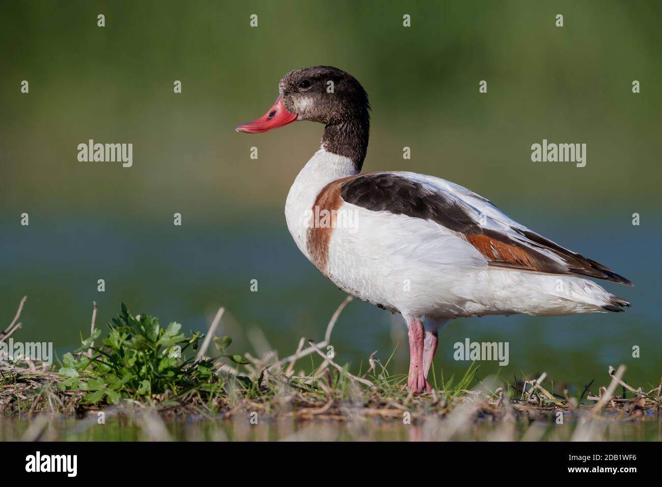 Common Shelduck (Tadorna tadorna), side view of a second cy juvenile standing on the ground, Campania, Italy Stock Photo