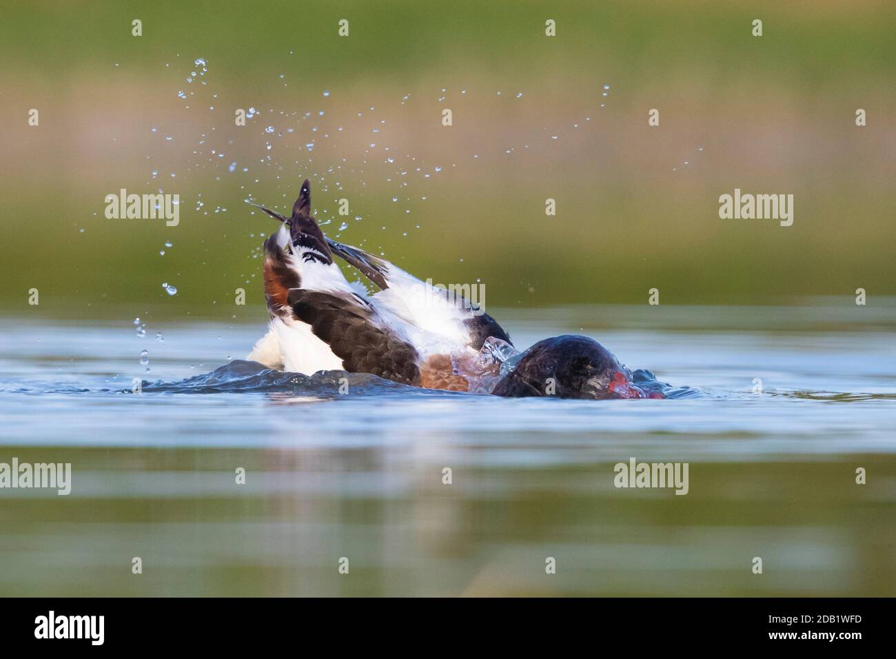 Common Shelduck (Tadorna tadorna), second cy juvenile taking a bath, Campania, Italy Stock Photo