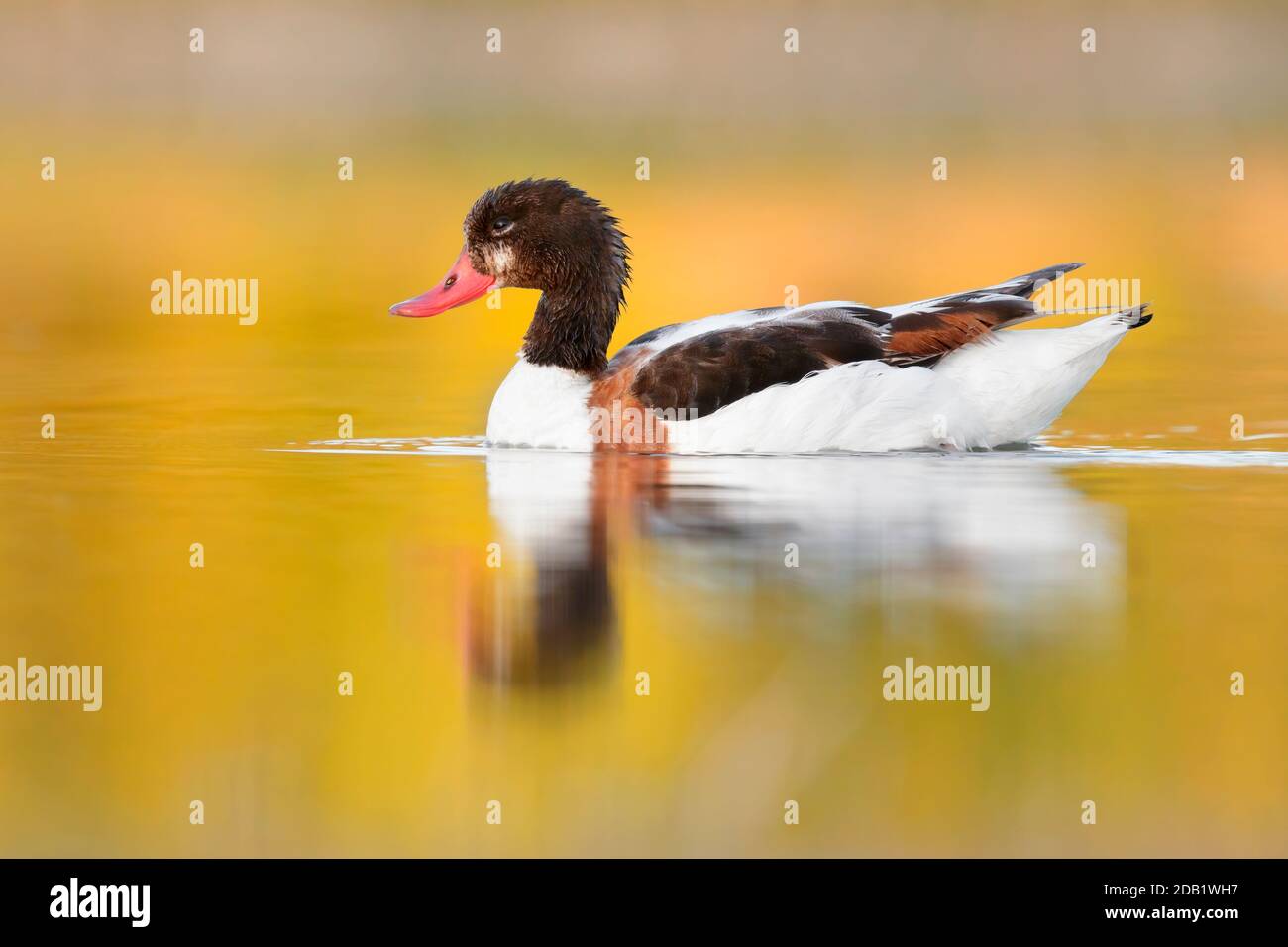 Common Shelduck (Tadorna tadorna), side view of a second cy juvenile swimming in the water, Campania, Italy Stock Photo