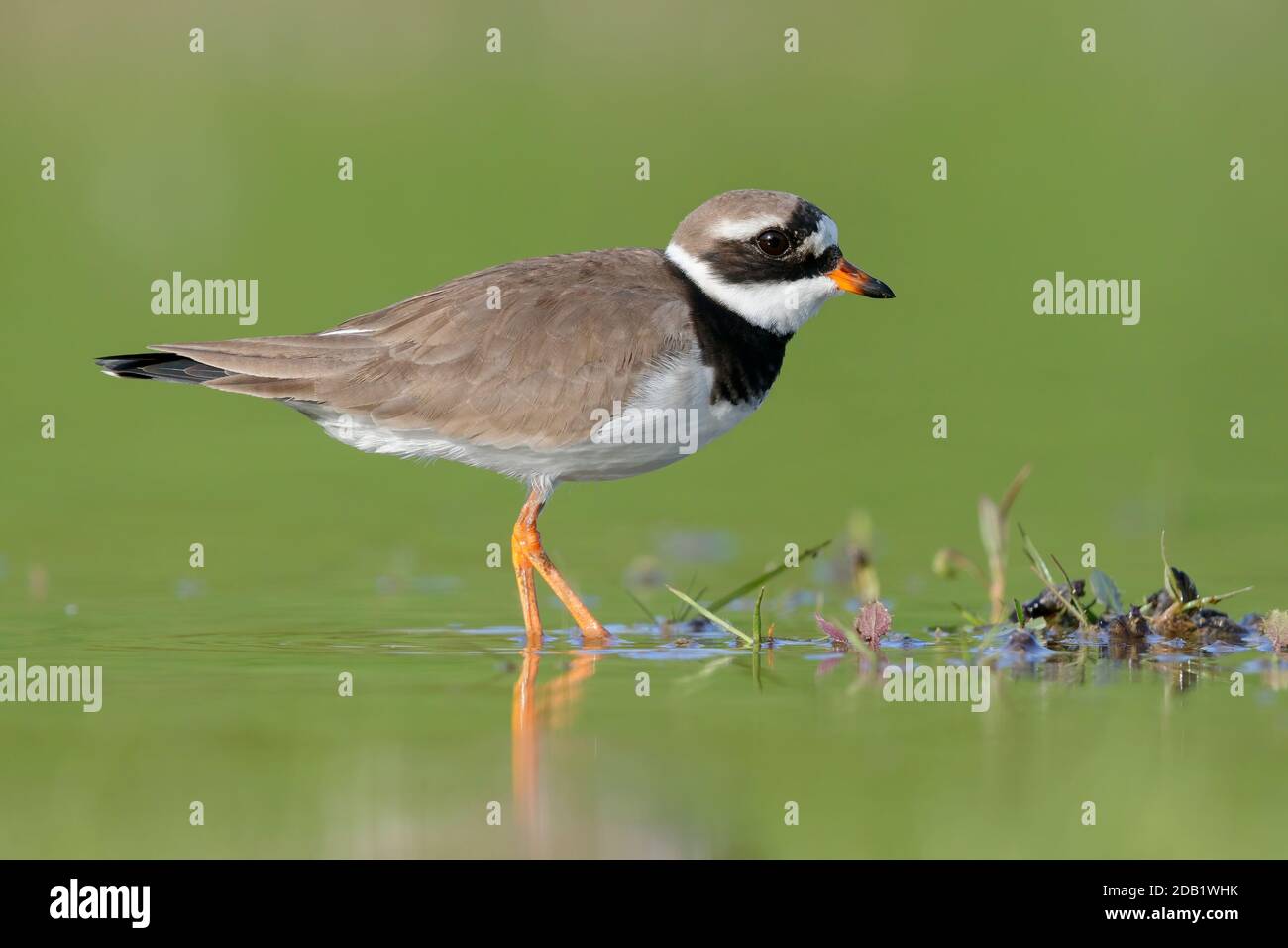 Ringed Plover (Charadrius hiaticula), side view of an adult standing in the water, Campania, Italy Stock Photo