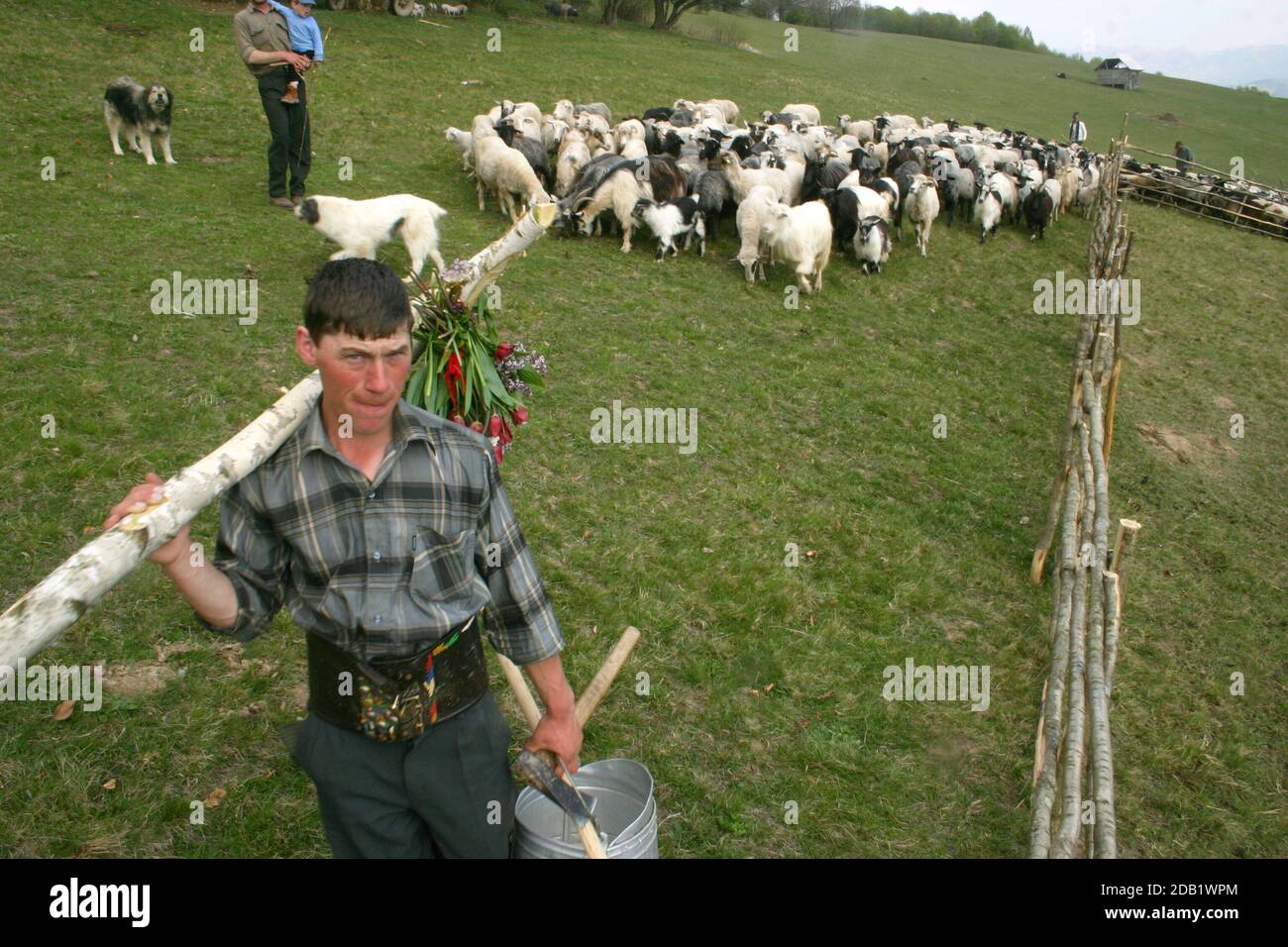 Spring custom in Maramures, Romania. Shepherd carrying a wooden cross for divine protection before heading to the mountain pastures. Stock Photo