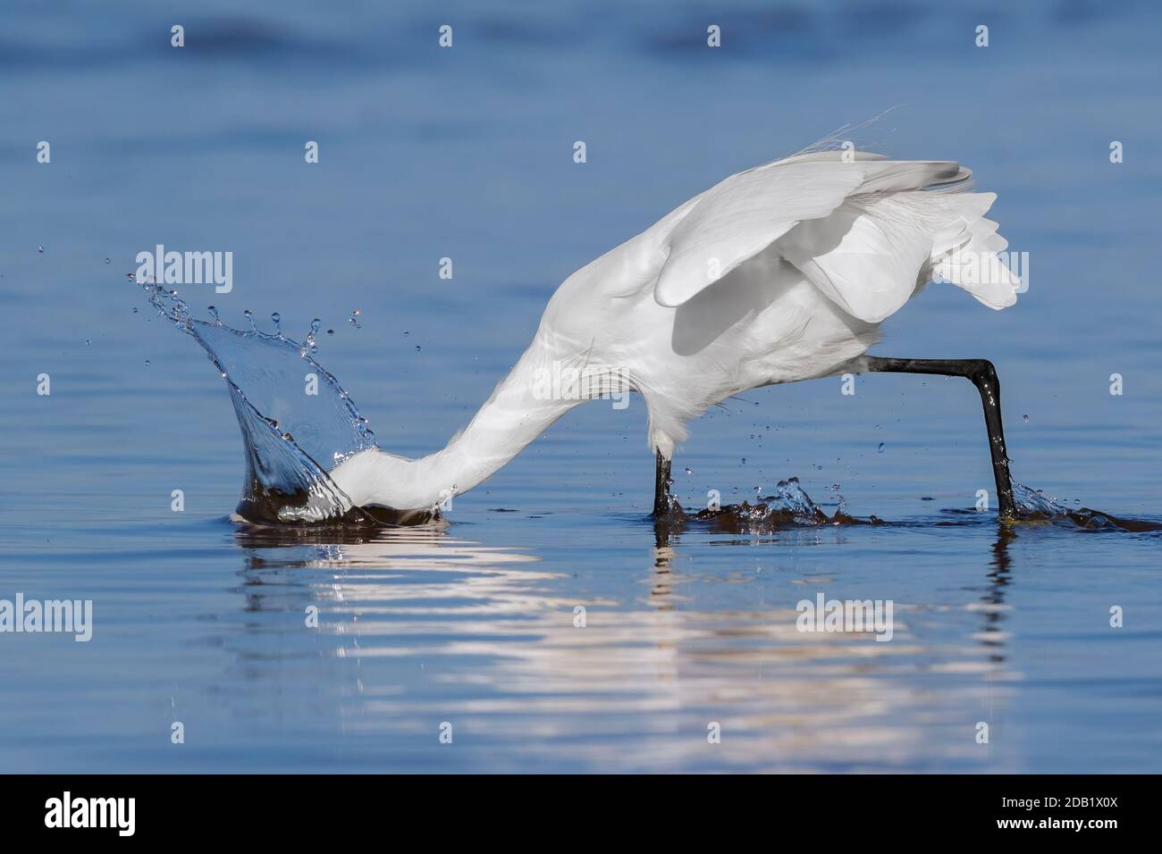 Little Egret (Egretta garzetta), side view of an adult fishing on the shore, Campania, Italy Stock Photo