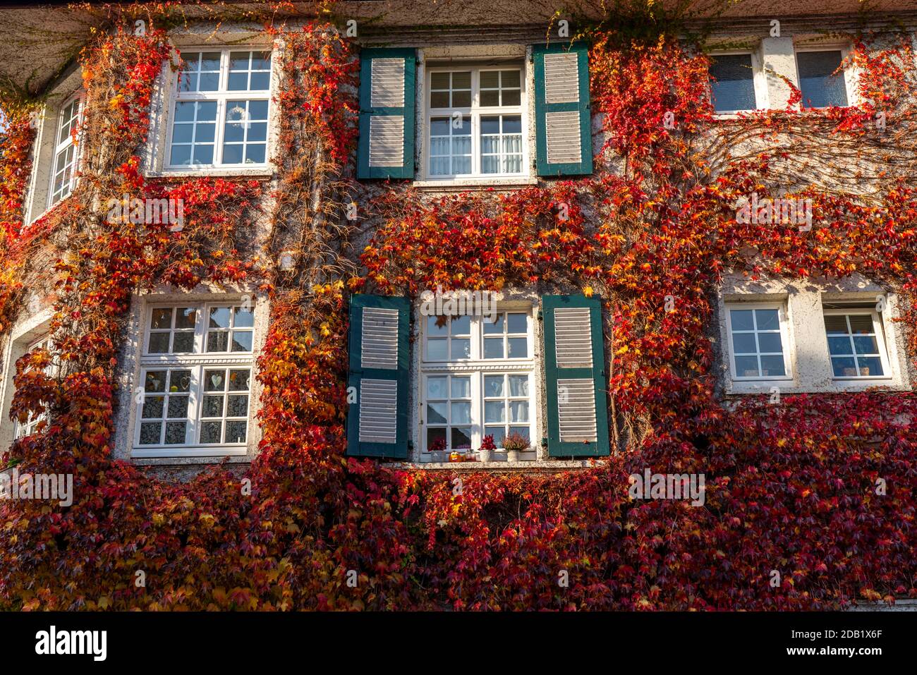 Ivy facades in settlement Margarethenhöhe, in autumn, listed garden city settlement, built from 1906 to 1938, Essen, Germany Stock Photo