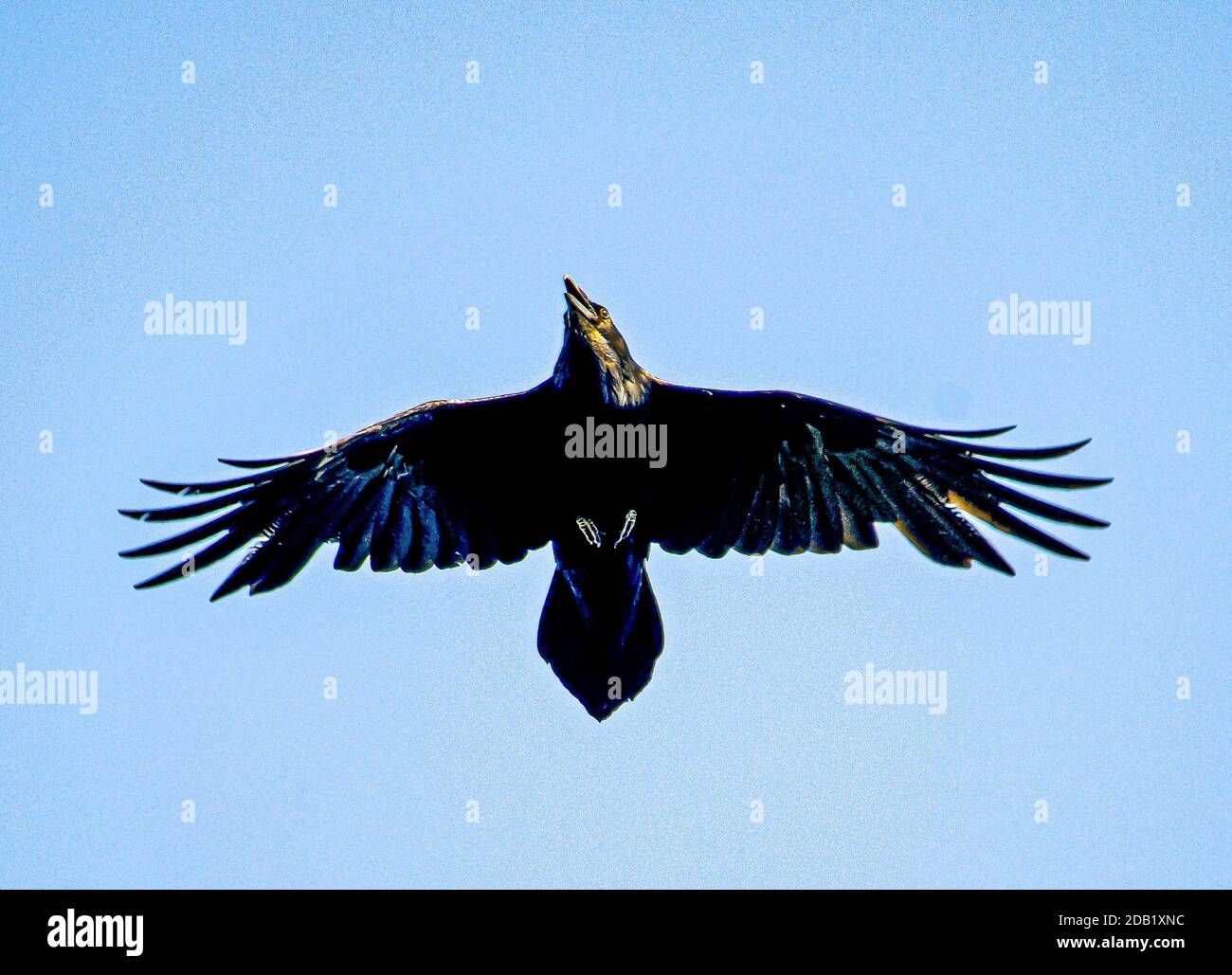 The Raven Corvus Corax is the largest member of the Crow Family in  showing its wedged shaped tail and powerful wings in flight. Stock Photo