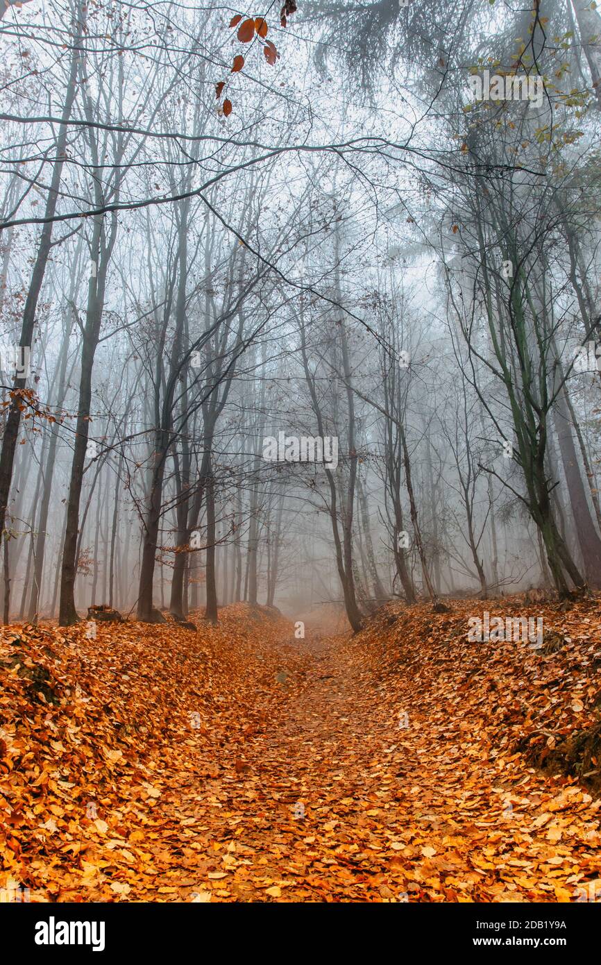 Path scenery in scary misty forest. Colorful landscape with foggy forest, orange foliage in fall. Fairy forest in autumn. Fall woods. Enchanted trees. Stock Photo
