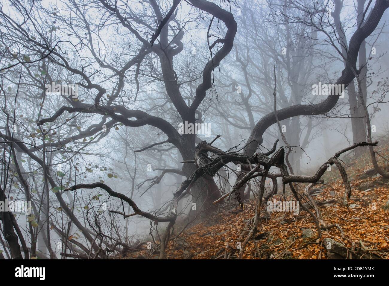 Magical old tree in fog.Amazing misty forest.Colorful landscape with foggy forest,orange foliage in fall.Fairy forest in autumn.Fall woods.Enchanted t Stock Photo