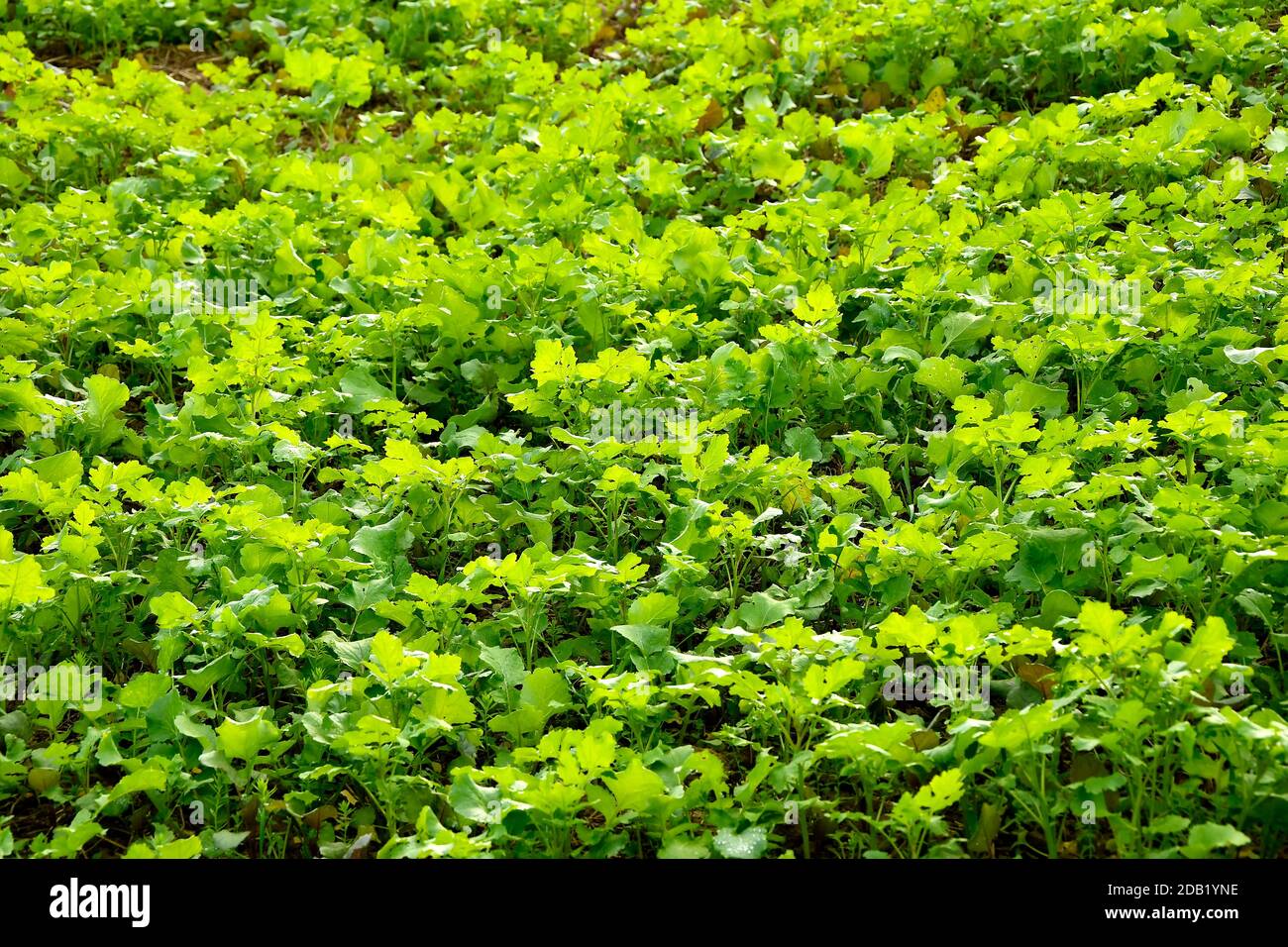 Oil radish, green manure in autumn Stock Photo