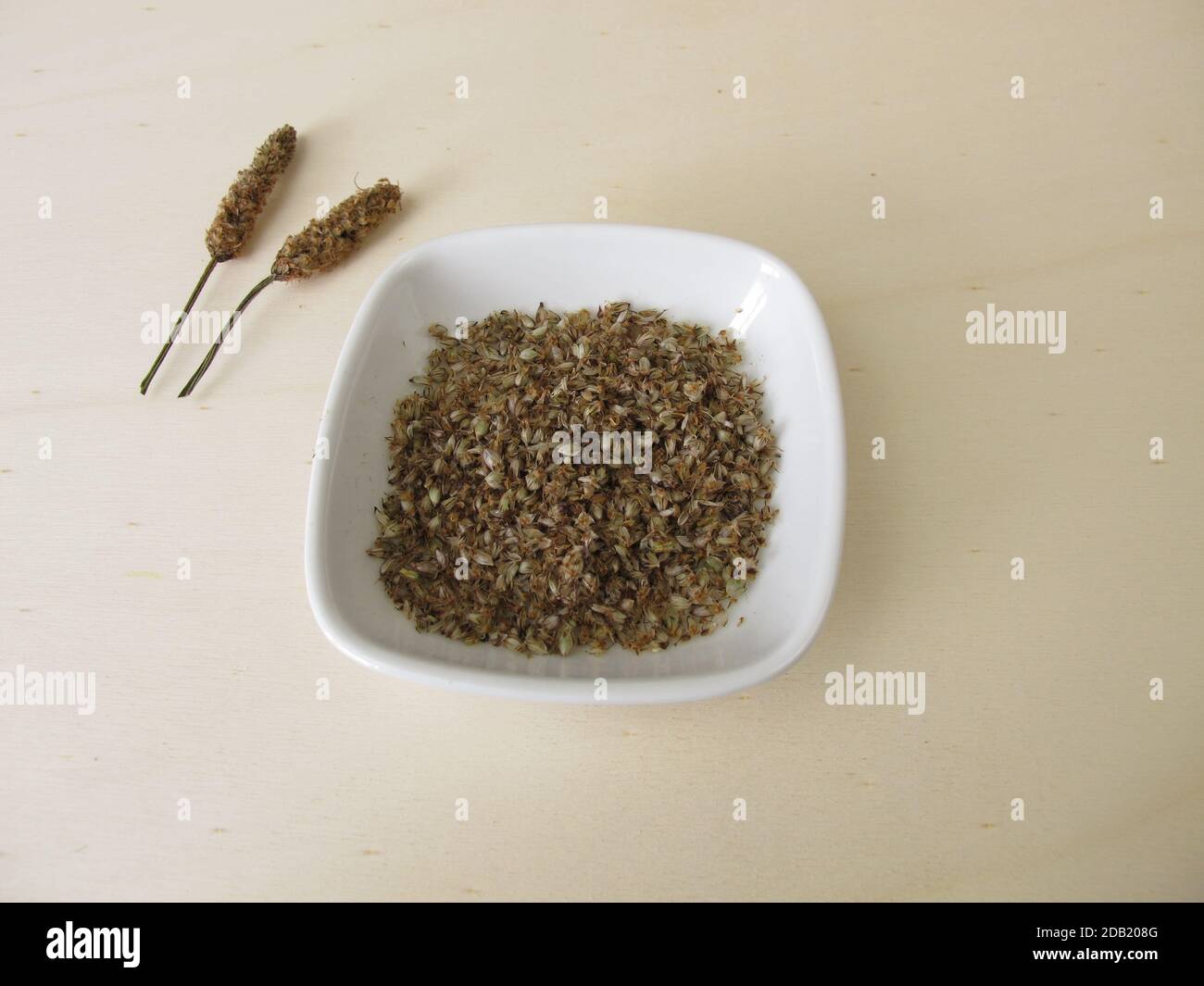 Edible Ribwort plantain seeds with seed husks Stock Photo Alamy