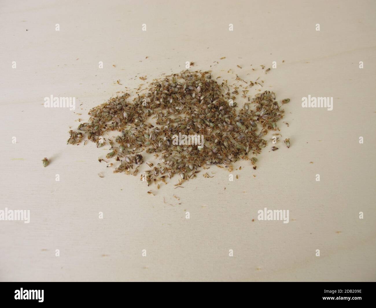 Edible Ribwort plantain seeds with seed husks Stock Photo Alamy