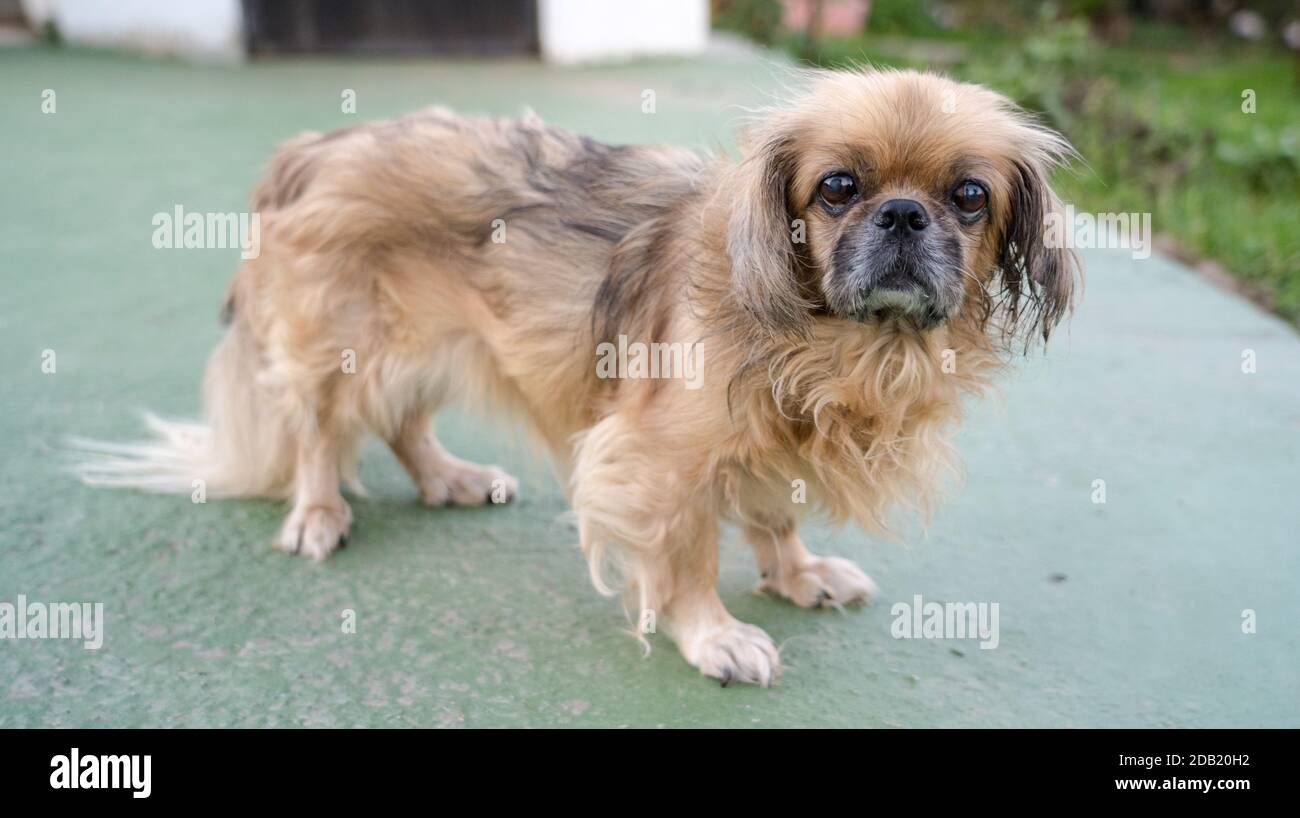 The Pekingese (also spelled Pekinese) is a breed of toy dog, originating in China. Stock Photo