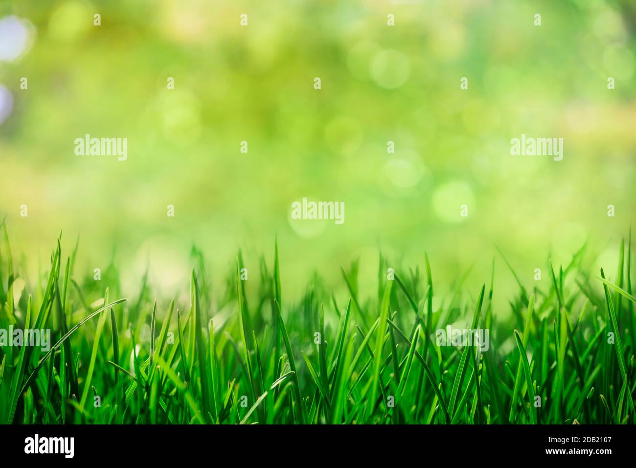 grass with natural green bokeh background Stock Photo