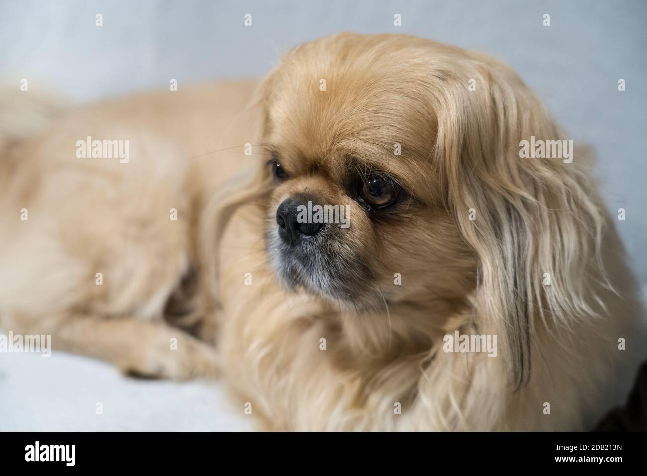 The Pekingese (also spelled Pekinese) is a breed of toy dog, originating in China. Stock Photo