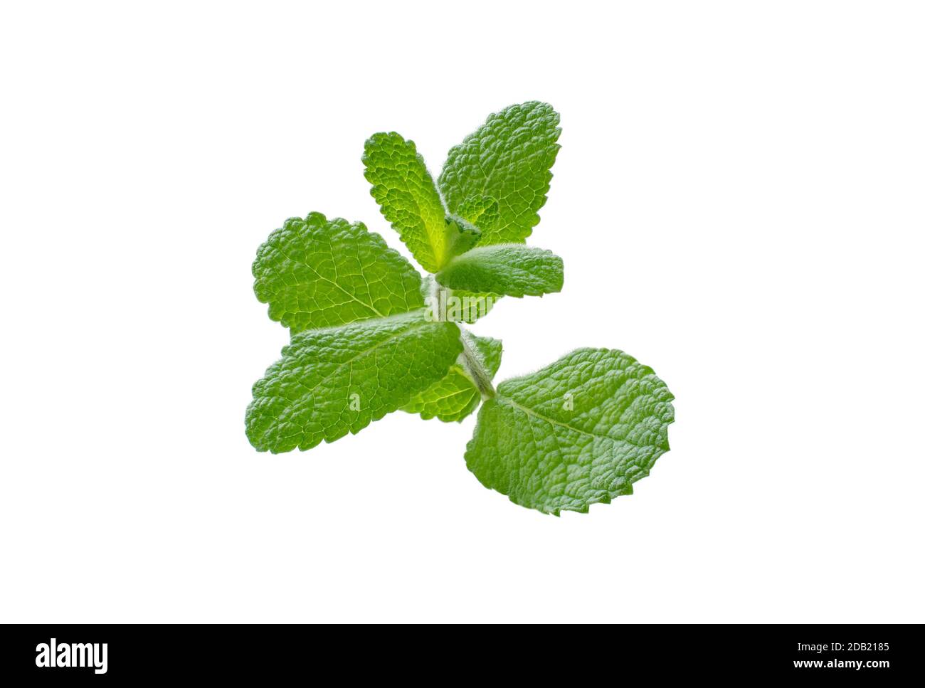 Mint branch isolated on white. Mentha or peppermint downy leaves. Stock Photo