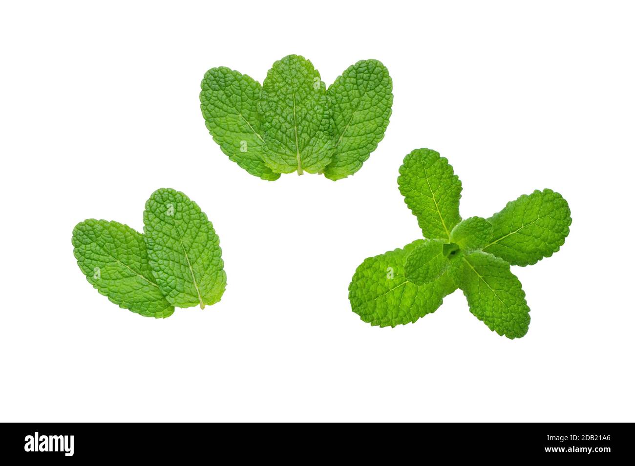 Mint or mentha leaves set isolated on white. Herbal branch. Stock Photo