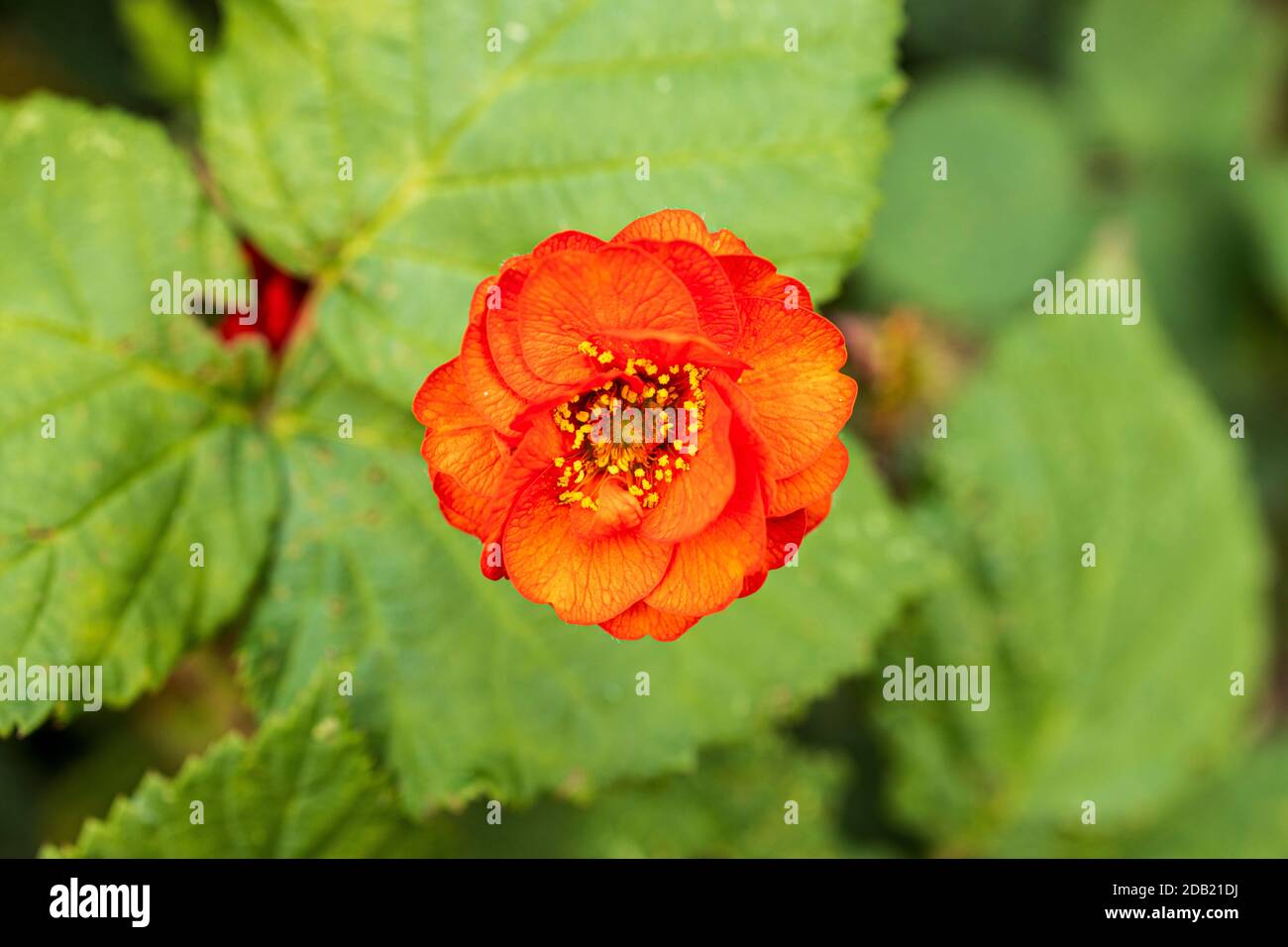 Close up detail of Rubus flower, Himalayan blackberry, Armenian blackberry, red flowering plant in the gardens at Rothe house, Kilkenny, County Kilken Stock Photo