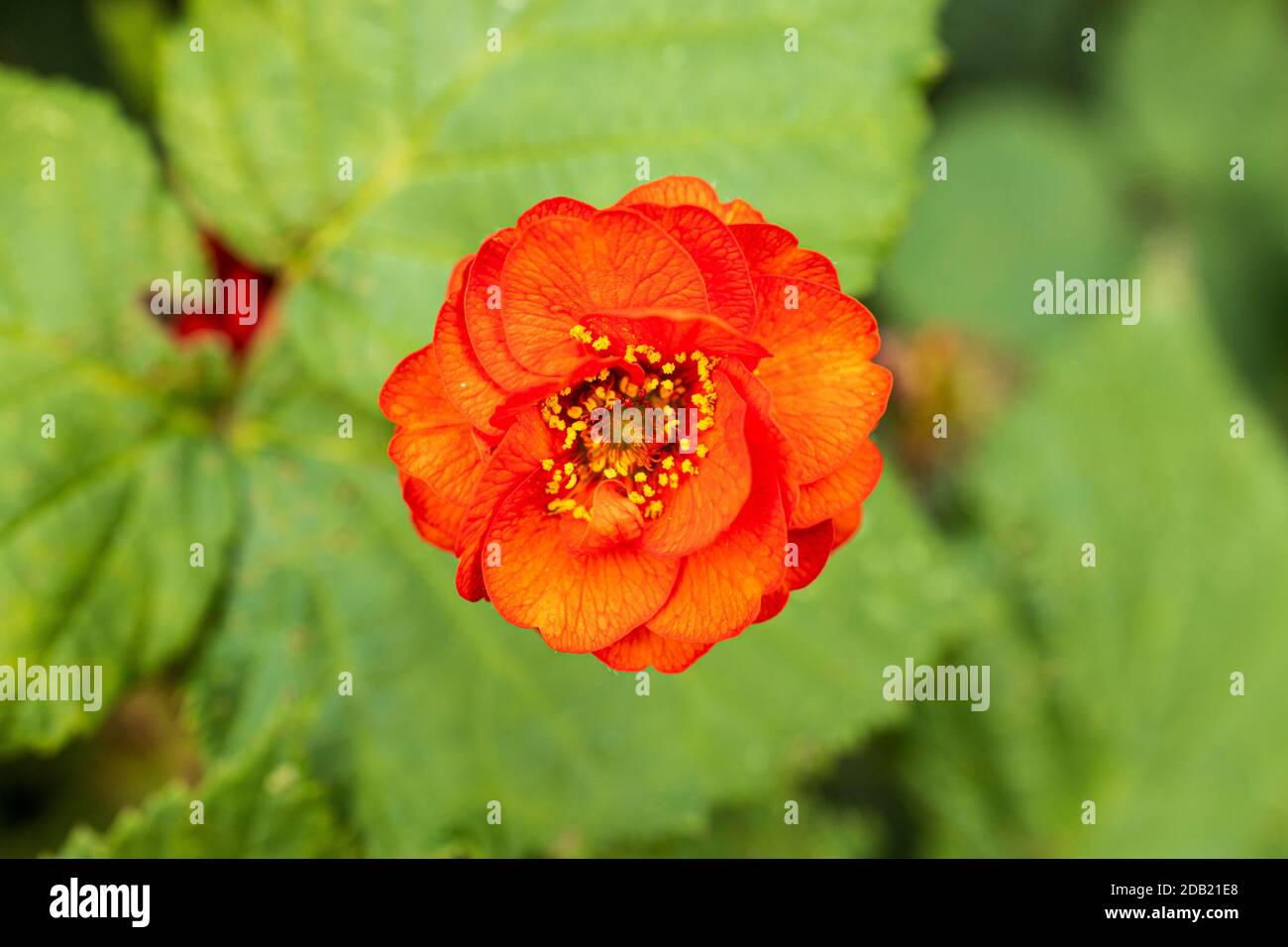 Close up detail of Rubus flower, Himalayan blackberry, Armenian blackberry, red flowering plant in the gardens at Rothe house, Kilkenny, County Kilken Stock Photo
