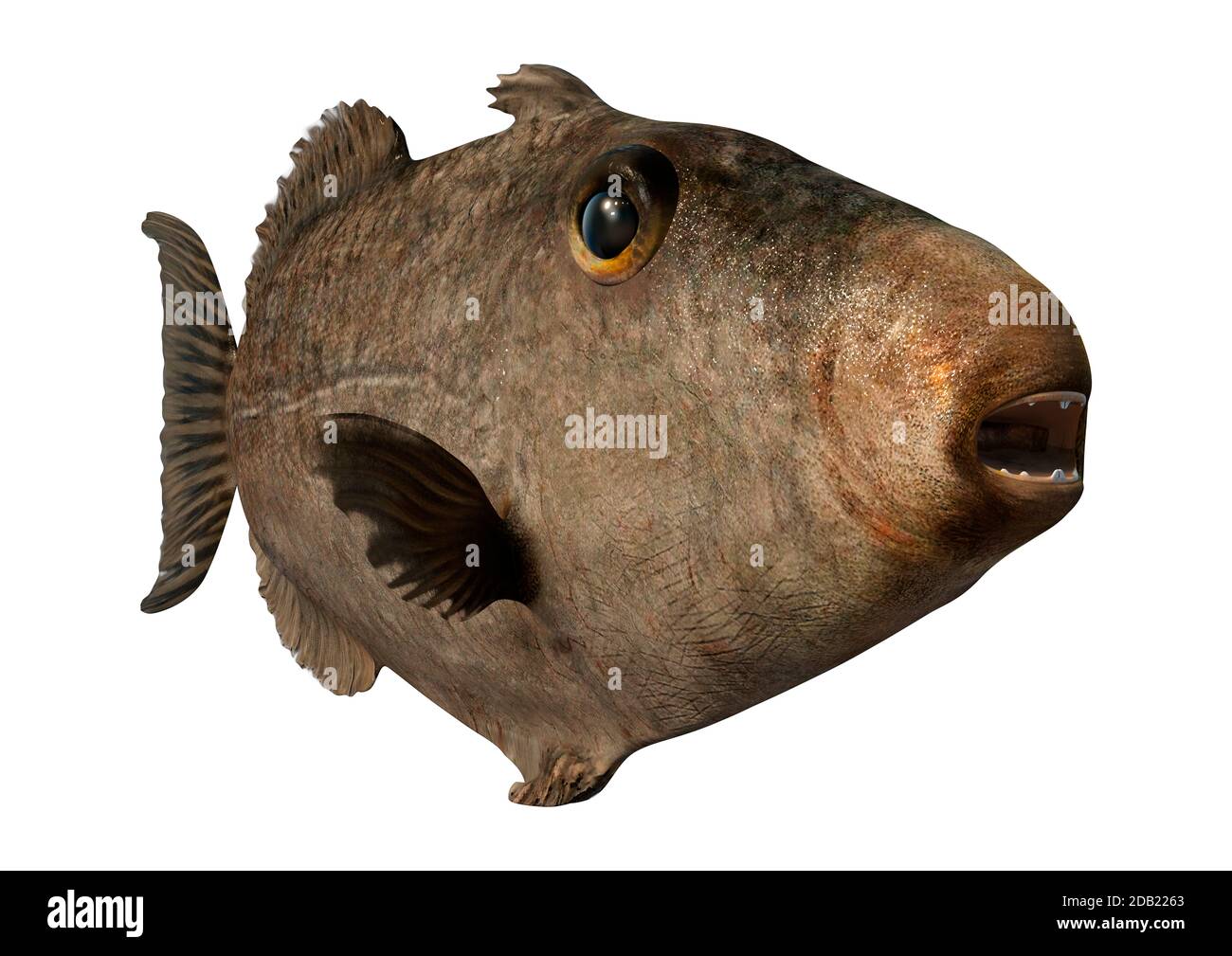 3D rendering of a grey or gray triggerfish or Balistes capriscus isolated on white background Stock Photo