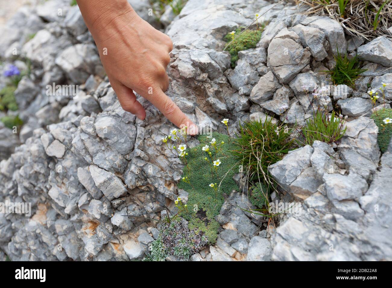 Hand pointing to Dolomite saxifrage (Saxifraga squarrosa) flowers. Mala Mojstrovka, Vršič Mountain Pass, Triglav National Park, Slovenia, Europe Stock Photo