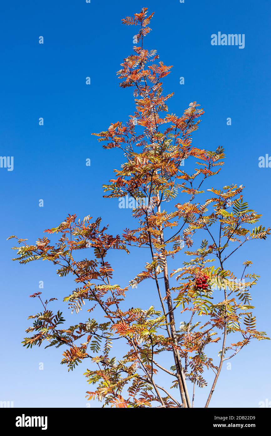 Sorbus, Rowan, Mountain ash tree at the end of summer changing colours, County Kilkenny, Ireland Stock Photo