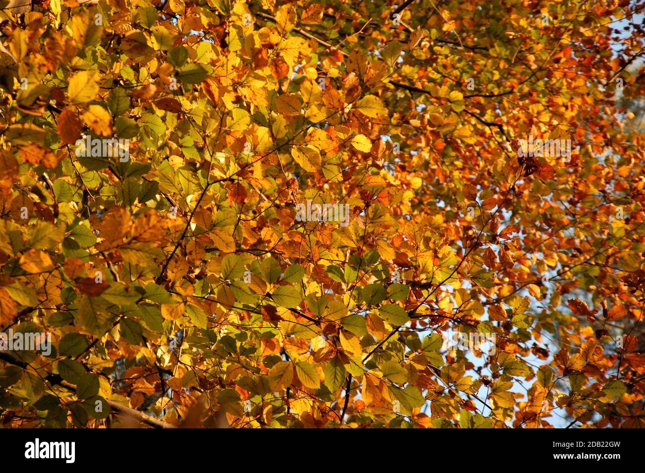 yellow and russet brown foliage close up in autumn time Stock Photo