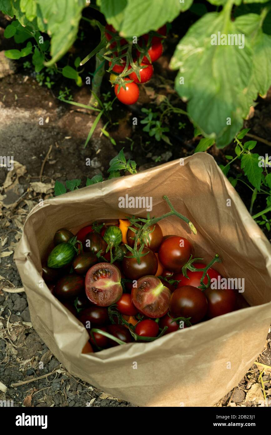 Greenhouse with cherry tomatoes. Organic farm Stock Photo