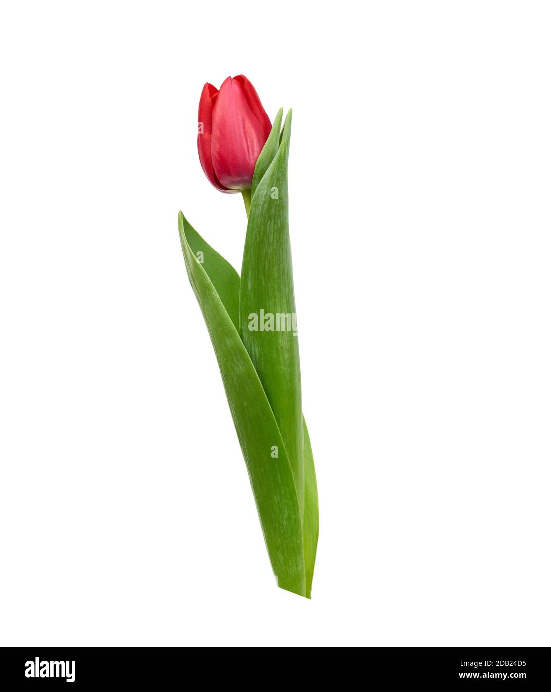 one blooming red tulip with green leaves and stem isolated on white ...