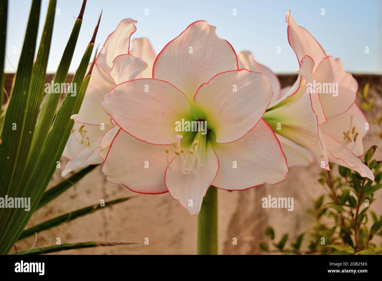 A bouquet of five Picotee Amaryllis flowers from one stem growing on a roof garden in Malta Stock Photo