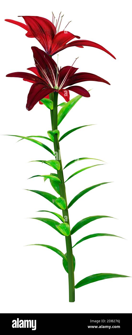 3D rendering of midnight mystery Asiatic lily flowers isolated on white background Stock Photo