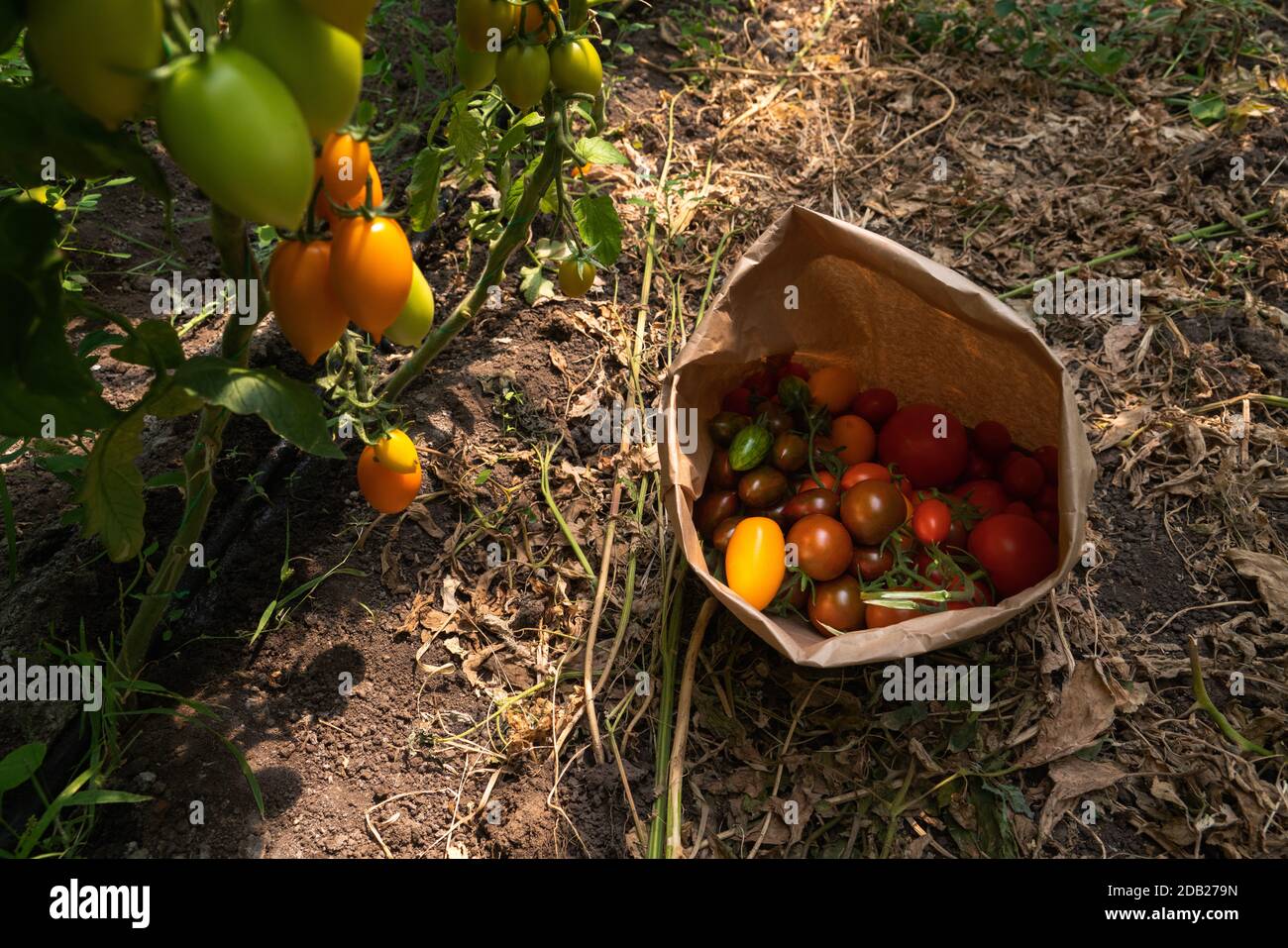 Greenhouse with cherry tomatoes. Organic farm Stock Photo