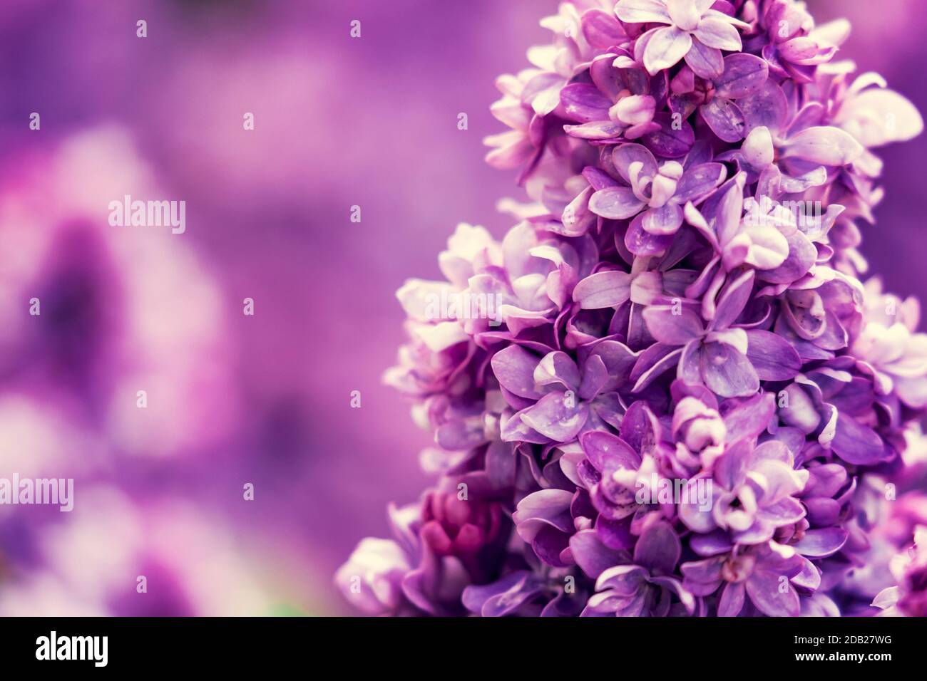 Purple lilac flowers blossom in garden Stock Photo - Alamy