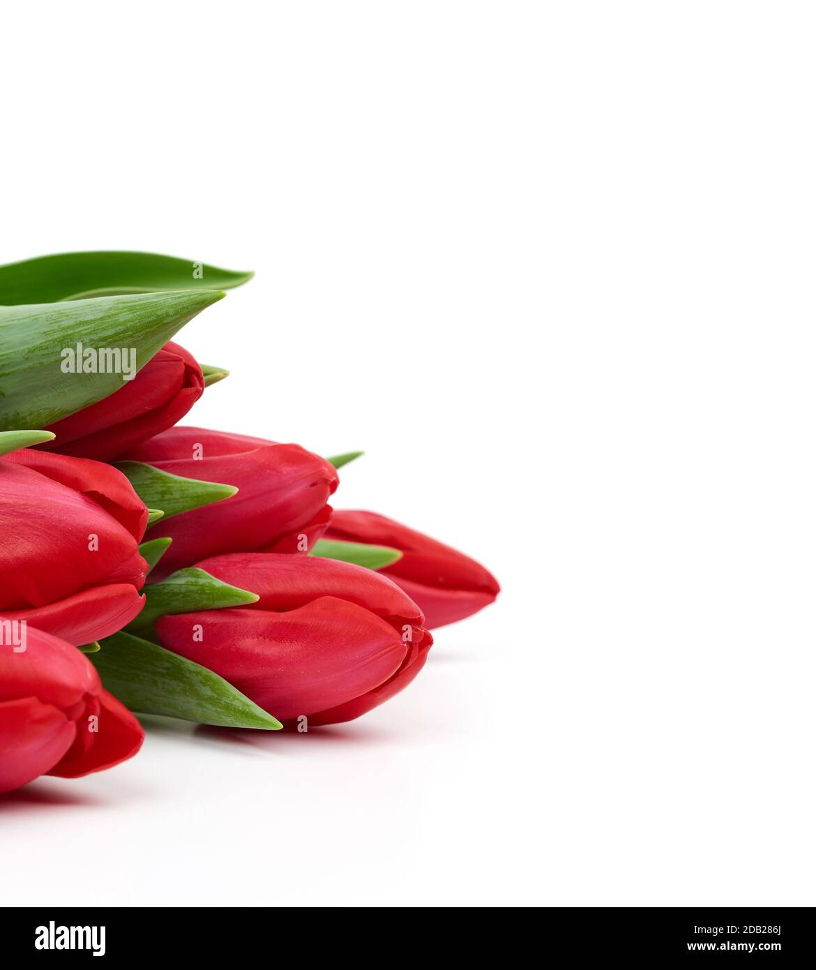 blooming red tulips with green leaves and stem isolated on white ...