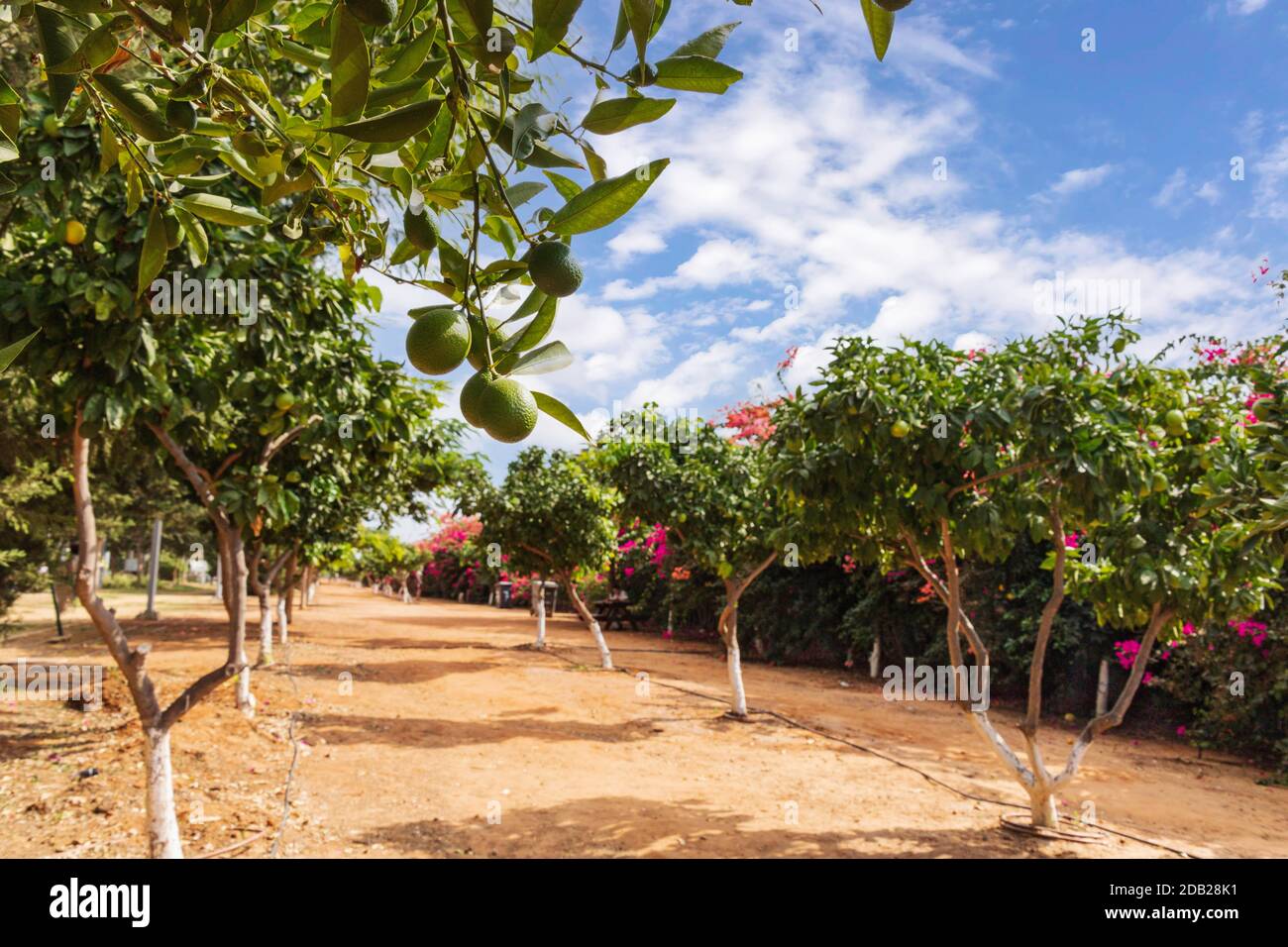 Rows of orange trees in a city orchard against a blue sky with clouds. Israel Stock Photo