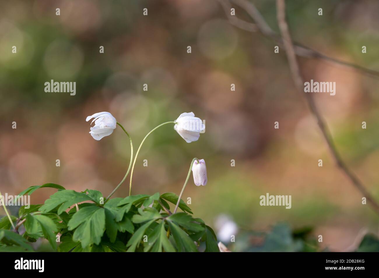 White spring flower called Wood anemone, anemone nemorosa or windflower with beautiful bokeh background. Stock Photo