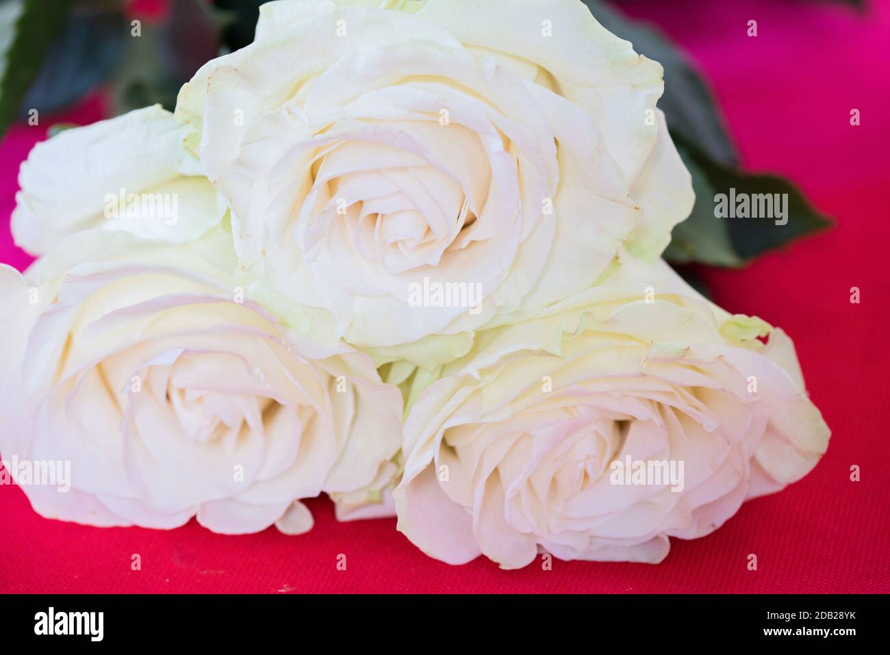 Three fresh white roses over pink background Stock Photo