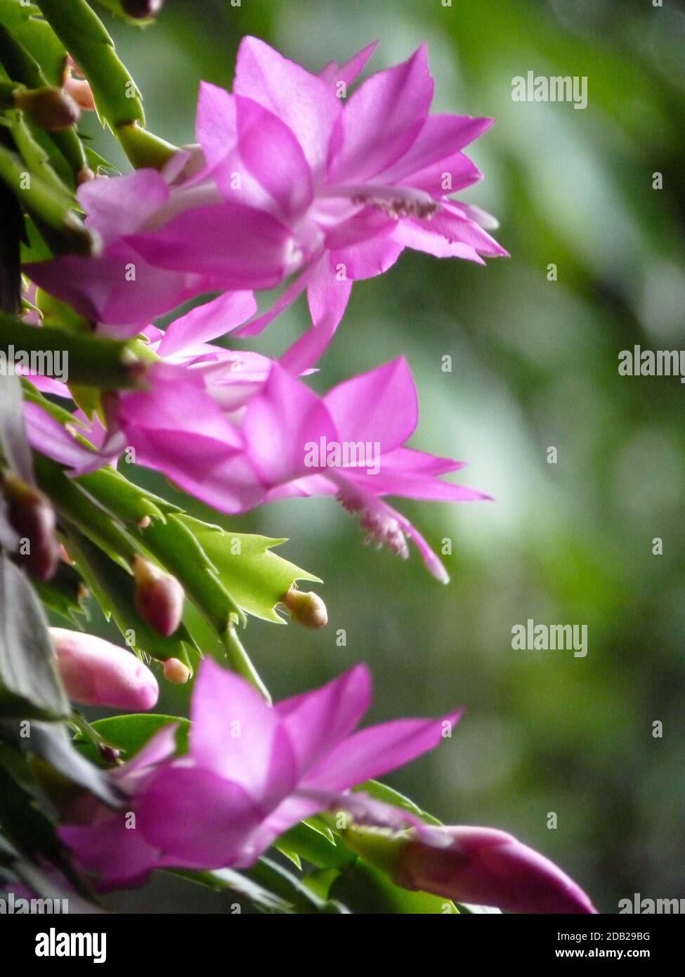A vertical shot of a Christmas Cactus or Schlumbergera truncata flower in spring Stock Photo