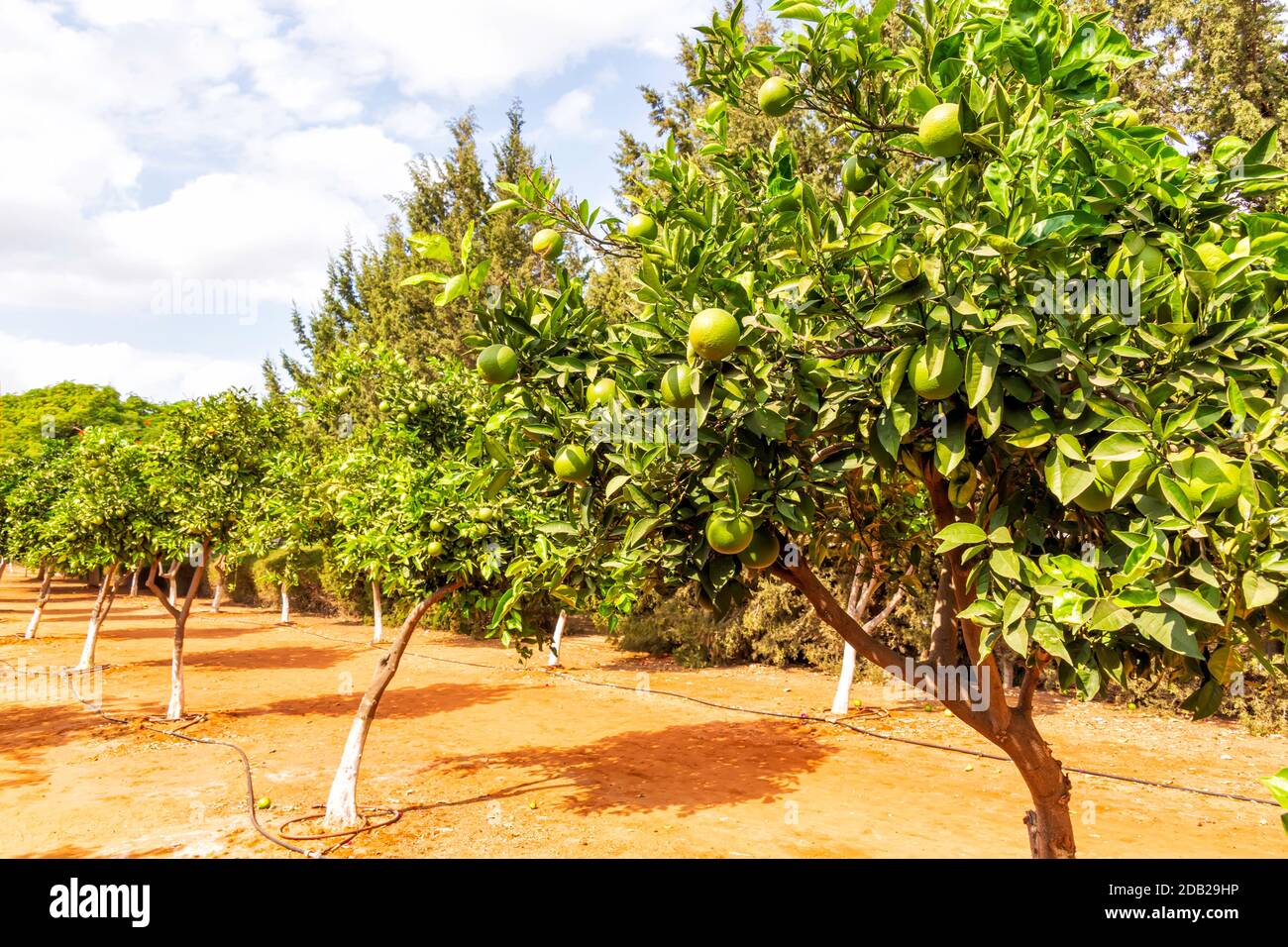 Rows of orange trees in a city orchard against a blue sky with clouds. Israel Stock Photo