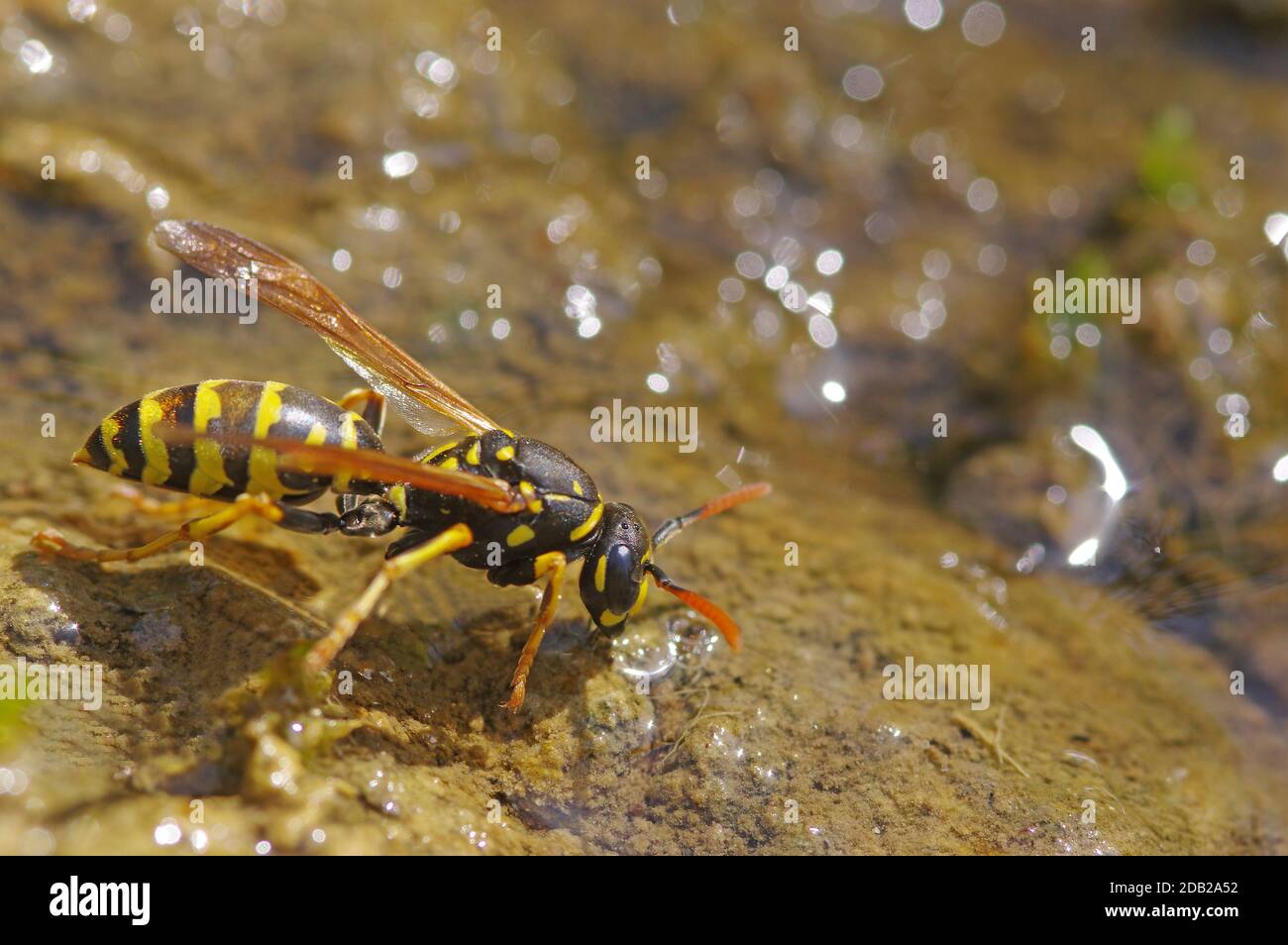 Paper Wasp (Polistes nimpha) drinks on the shallow bank of a stream. Germany Stock Photo