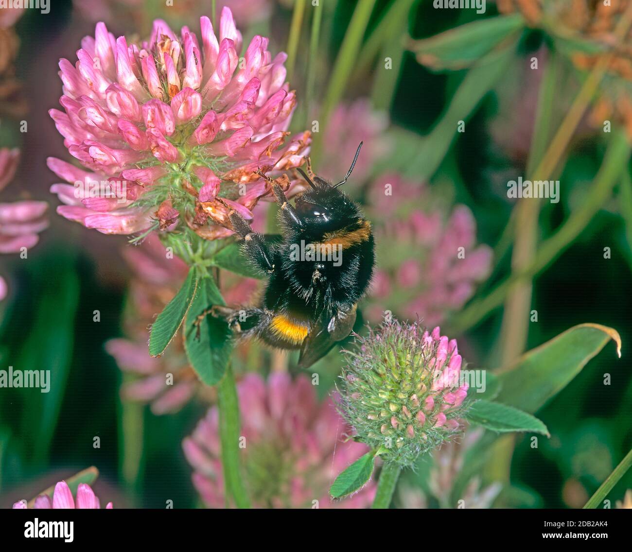 Buff-tailed Bumblebee (Bombus terrestris) foraging on Red Clover (Trifolium pratense). Germany Stock Photo